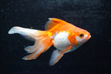 Ryukin Longtail Red White 4.5 Inch (ID#920Ry7b-11) Free2Day SHIPPING