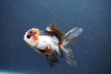 Juvenile Thai Oranda  Tricolor 4 Inch (ID#1015To13b-87) Free2Day SHIPPING