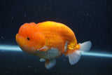 Jumbo Lionchu  Red White 5.5 Inch (ID#1231R12a-17)