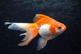 Ryukin Longtail Red White 4.5 Inch (ID#920Ry7b-11) Free2Day SHIPPING