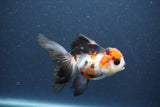 Juvenile Thai Oranda  Tricolor 4 Inch (ID#1015To13b-87) Free2Day SHIPPING