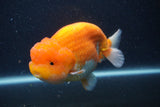 Jumbo Lionchu  Red White 5.5 Inch (ID#1231R12a-17)