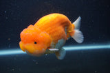 Jumbo Lionchu  Red White 5.5 Inch (ID#1231R12a-17)