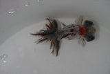 Butterfly  Calico 3.5 Inch (ID#1231B8b-42) Free2Day SHIPPING