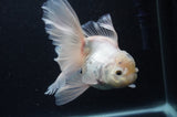 Thai Oranda  White 6 Inch (ID#404T6c-118)