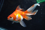 Ryukin Longtail Red White 4.5 Inch (ID#920Ry7b-11) Free2Day SHIPPING