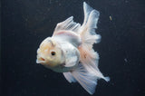 Thai Oranda  White 6 Inch (ID#404T6c-118)