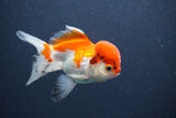 Juvenile Thai Oranda  Red White 4 Inch (ID#1011To13b-88) Free2Day SHIPPING