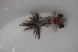 Butterfly  Calico 3.5 Inch (ID#1231B8b-42) Free2Day SHIPPING