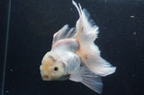 Thai Oranda  White 6 Inch (ID#404T6c-118)