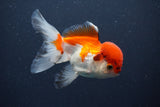 Juvenile Thai Oranda  Red White 4 Inch (ID#1011To13b-88) Free2Day SHIPPING