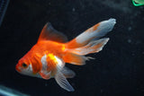 Ryukin Longtail Red White 4.5 Inch (ID#920Ry7b-11) Free2Day SHIPPING