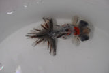 Butterfly  Calico 3.5 Inch (ID#1231B8b-42) Free2Day SHIPPING