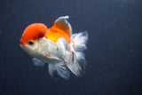 Juvenile Thai Oranda  Red White 4 Inch (ID#1011To13b-88) Free2Day SHIPPING