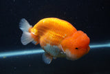 Jumbo Lionchu  Red White 5.5 Inch (ID#1231R12a-17)