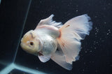 Thai Oranda  White 6 Inch (ID#404T6c-118)