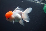 Thai Oranda  Red Cap 4.5 Inch (ID#830To13a-54) Free2Day SHIPPING