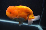 Jumbo Lionchu  Red White 5.5 Inch (ID#1231R12a-17)