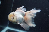Thai Oranda  White 6 Inch (ID#404T6c-118)