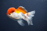 Juvenile Thai Oranda  Red White 4 Inch (ID#1011To13b-88) Free2Day SHIPPING