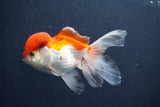 Juvenile Thai Oranda  Red White 4 Inch (ID#1011To13b-88) Free2Day SHIPPING