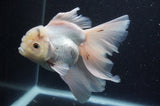 Thai Oranda  White 6 Inch (ID#404T6c-118)