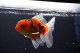 Thai Oranda  Calico 3.5 Inch (ID#1004ToPTA-35) Free2Day SHIPPING