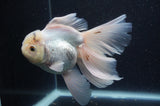 Thai Oranda  White 6 Inch (ID#404T6c-118)