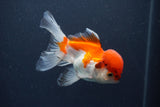 Juvenile Thai Oranda  Red White 4 Inch (ID#1011To13b-88) Free2Day SHIPPING