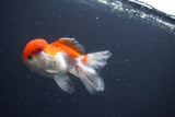 Juvenile Thai Oranda  Red White 4 Inch (ID#1011To13b-88) Free2Day SHIPPING