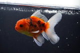 Thai Oranda  Calico 3.5 Inch (ID#1004ToPTA-35) Free2Day SHIPPING