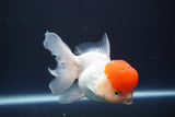 Thai Oranda  Red Cap 4.5 Inch (ID#830To13a-54) Free2Day SHIPPING