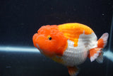 Jumbo Lionchu  Red White 4.5 Inch (ID#1231R12a-18)