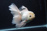 Thai Oranda  White 6 Inch (ID#404T6c-118)