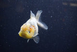 Yuan Bao Oranda Calico 3.5 Inch (ID#1224Yb10b-67) Free2Day SHIPPING