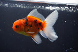 Thai Oranda  Calico 3.5 Inch (ID#1004ToPTA-35) Free2Day SHIPPING