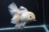Thai Oranda  White 6 Inch (ID#404T6c-118)