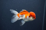 Juvenile Thai Oranda  Red White 4 Inch (ID#1011To13b-88) Free2Day SHIPPING