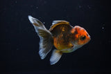 Juvenile Thai Oranda  Tricolor 3.5 Inch (ID#1108To13b-88) Free2Day SHIPPING