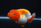 Jumbo Lionchu  Red White 4.5 Inch (ID#1231R12a-18)