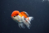 Juvenile Thai Oranda  Red White 4 Inch (ID#1011To13b-88) Free2Day SHIPPING