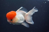 Thai Oranda  Red Cap 4.5 Inch (ID#830To13a-54) Free2Day SHIPPING