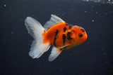 Thai Oranda  Calico 3.5 Inch (ID#1004ToPTA-35) Free2Day SHIPPING