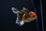 Juvenile Thai Oranda  Tricolor 3.5 Inch (ID#1108To13b-88) Free2Day SHIPPING