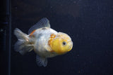 Yuan Bao Oranda Calico 3.5 Inch (ID#1224Yb10b-67) Free2Day SHIPPING