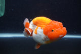 Jumbo Lionchu  Red White 4.5 Inch (ID#1231R12a-18)