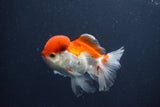 Juvenile Thai Oranda  Red White 4 Inch (ID#1011To13b-88) Free2Day SHIPPING