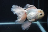 Thai Oranda  White 6 Inch (ID#404T6c-118)