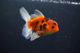 Thai Oranda  Calico 3.5 Inch (ID#1004ToPTA-35) Free2Day SHIPPING