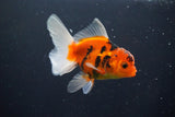 Thai Oranda  Calico 3.5 Inch (ID#1004ToPTA-35) Free2Day SHIPPING